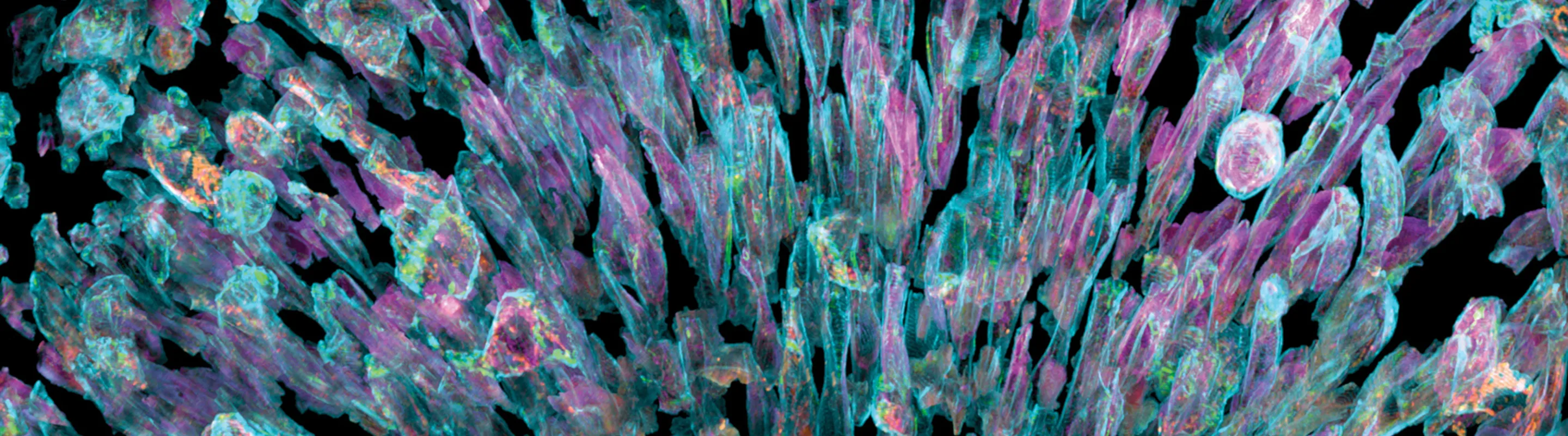 A microscopic close-up of cells, used for BCH research
