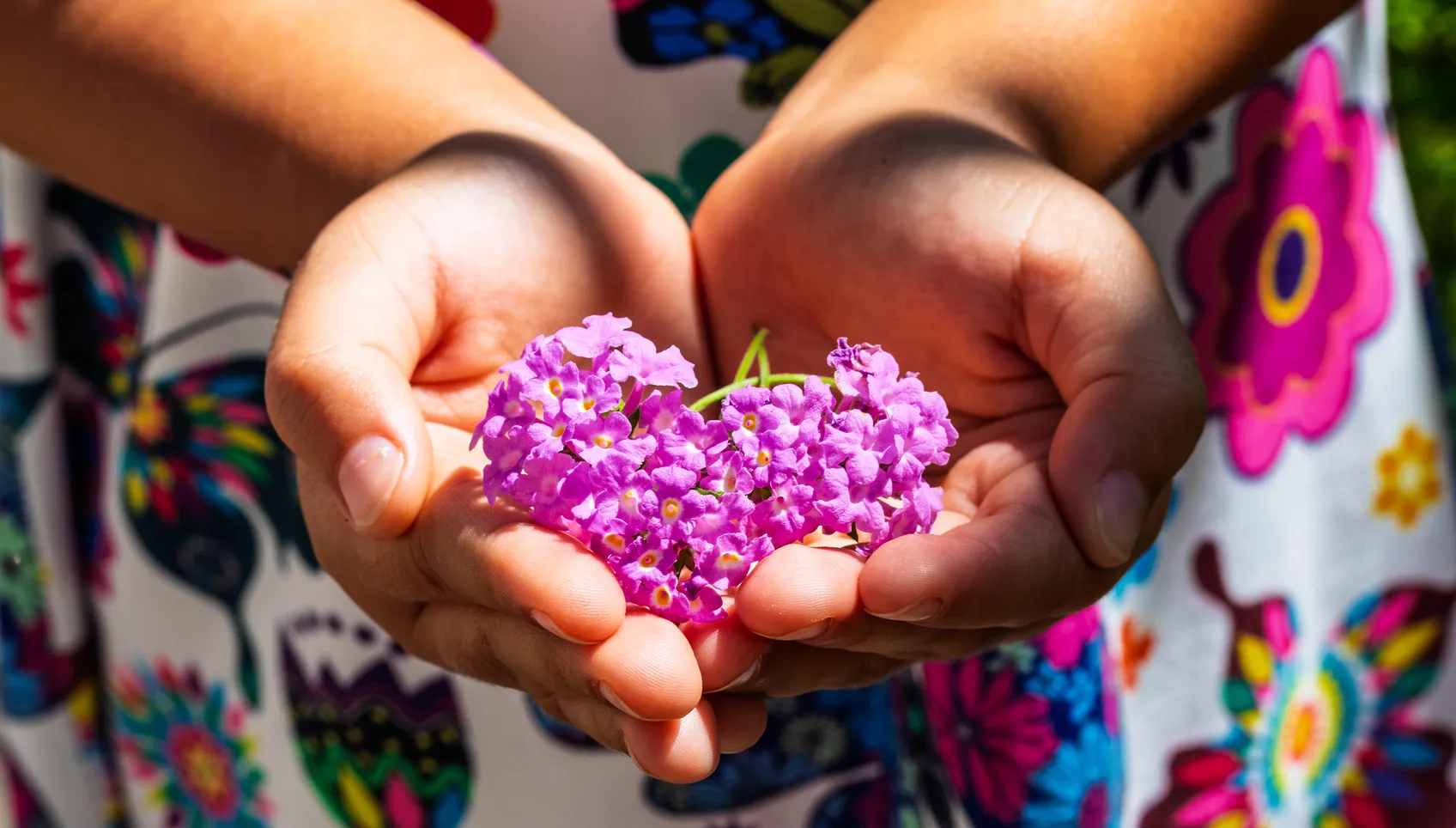 two hands holding a purple flower