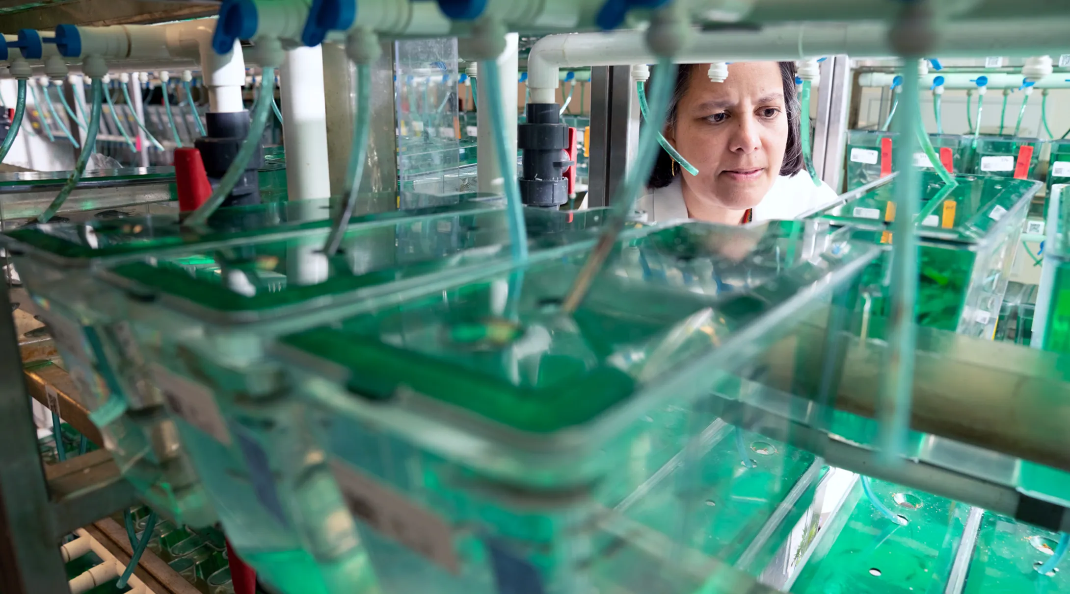 A researcher examines shelves full of green liquid with tubes running out of them